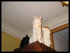 0162 chasse 2